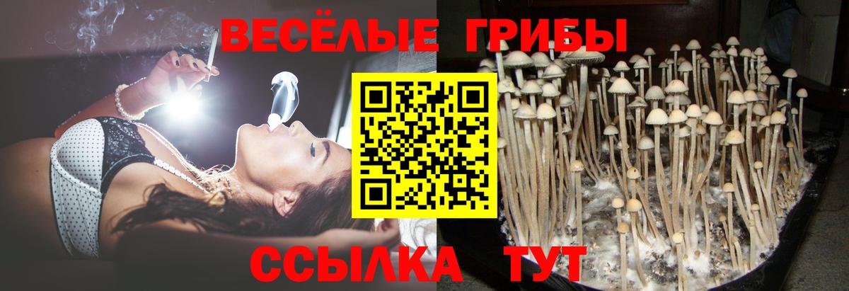 как найти закладки  Вход с VPN  Новодвинск  Галлюциногенные грибы мухоморы  Псилоцибиновые грибы мицелий 